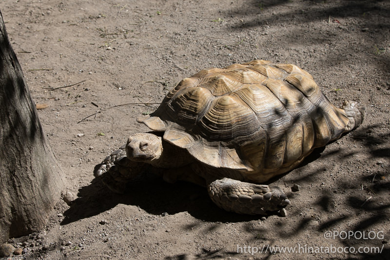 動物園のカメ