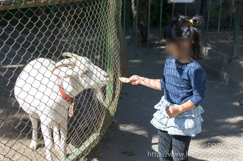 山羊に餌やり体験