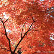 上田城公園の紅葉