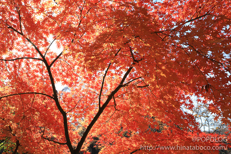 上田城公園の紅葉