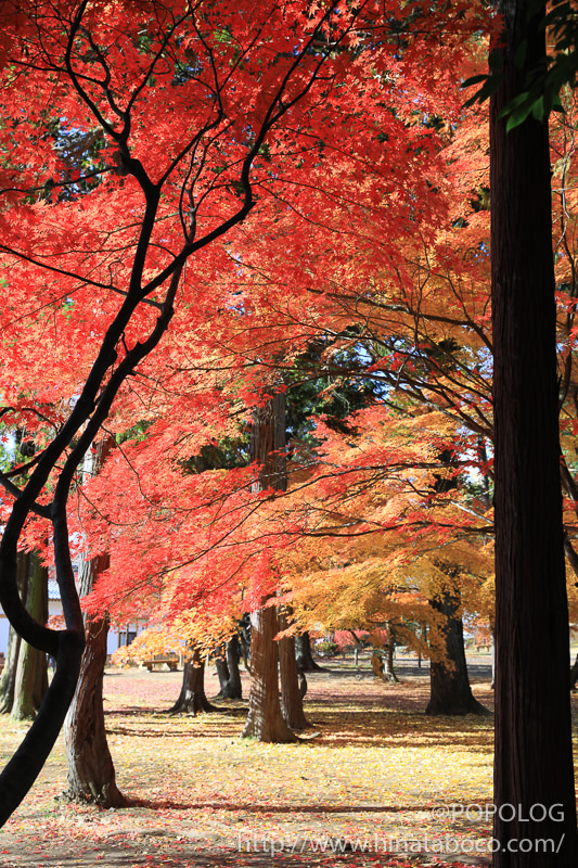 上田城の本丸跡の紅葉