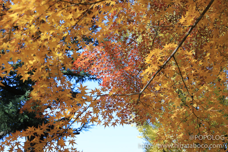 上田城の本丸跡の紅葉