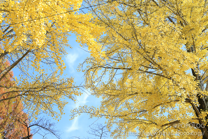 上田城公園内のいちょうの紅葉