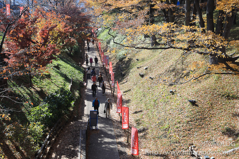 上田城公園のケヤキ並木街歩道