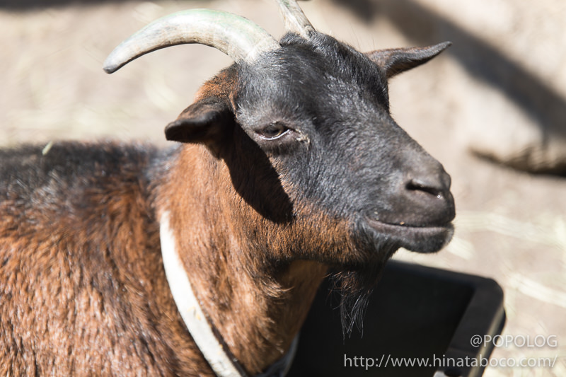 黒ヤギの動物園の檻越し撮影