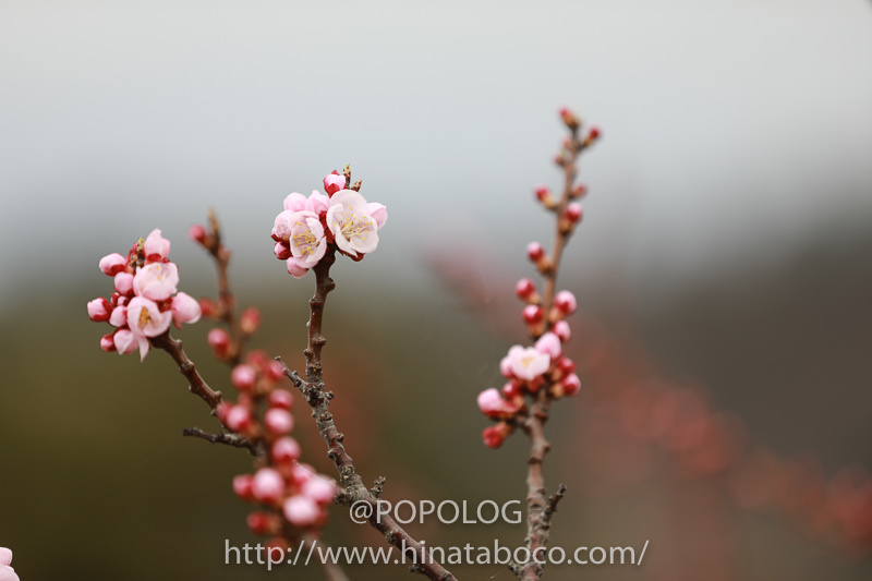 あんずの花びら