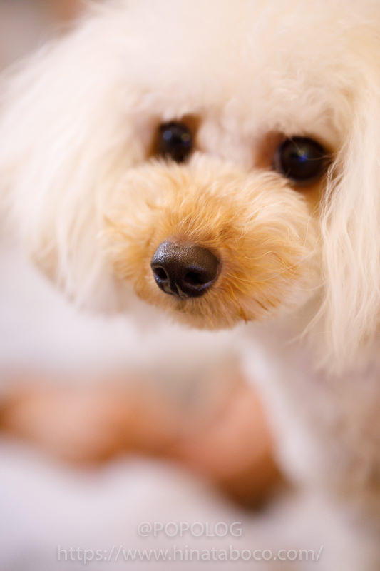 犬の撮影、鼻にピント