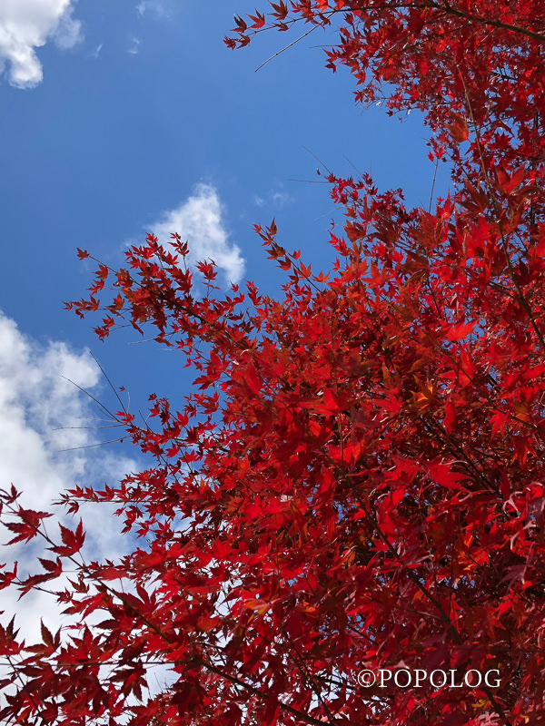 iPhoneXで紅葉撮影