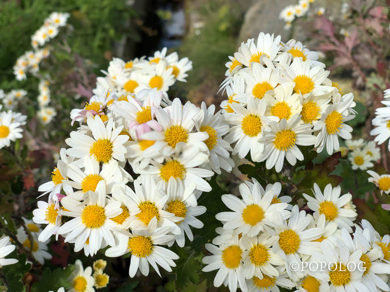 iPhoneXで秋の白花撮影募集