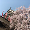 上田城のしだれ桜