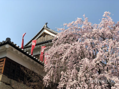 上田城のしだれ桜