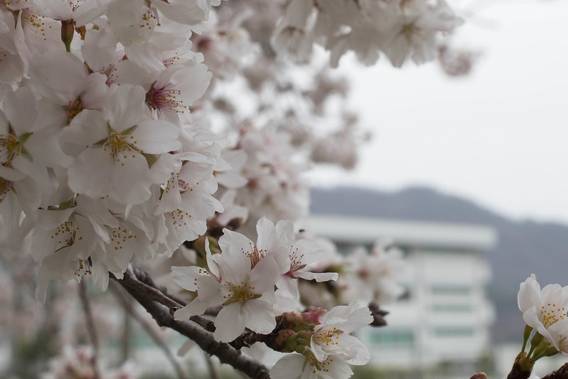 桜 白 レタッチ前